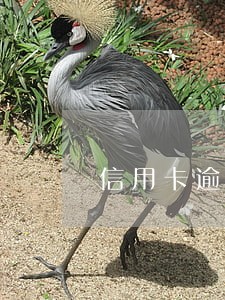 信用卡逾期多少次会影响贷款