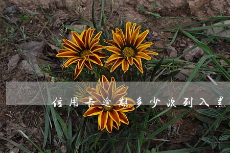 信用卡逾期多少次列入黑名单 信用卡逾期多少次列入黑名单