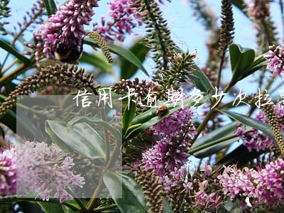 信用卡逾期多少次拉黑