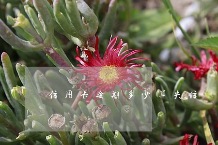 信用卡逾期多少算失信 信用卡逾期多少算失信