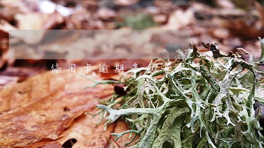 信用卡逾期多少算恶意透支