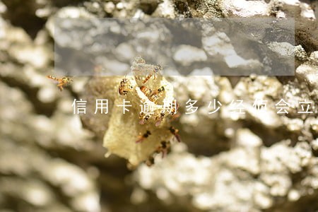 信用卡逾期多少经侦会立案 信用卡逾期多少经侦会立案