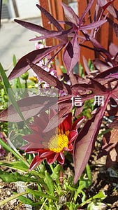 信用卡逾期多少金额会被上诉
