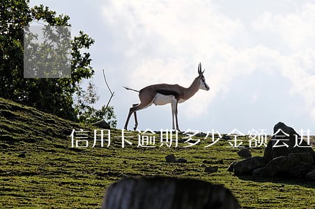 信用卡逾期多少金额会进监狱