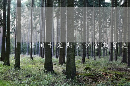 信用卡逾期多少金额算是大额 信用卡逾期多少金额算是大额
