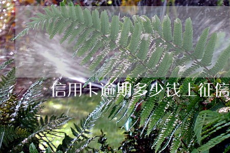 信用卡逾期多少钱上征信吗