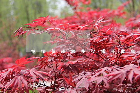 信用卡逾期多少钱不能坐高铁 信用卡逾期多少钱不能坐高铁