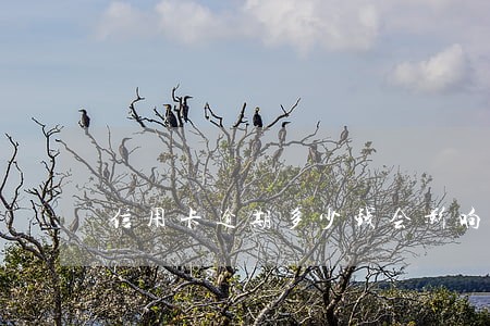 信用卡逾期多少钱会影响征信 信用卡逾期多少钱会影响征信