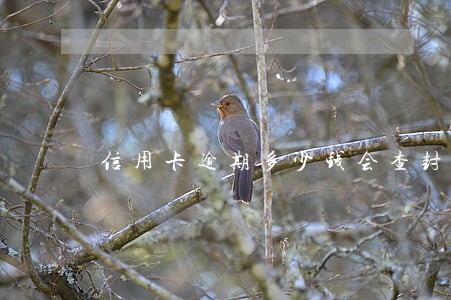 信用卡逾期多少钱会查封房子 信用卡逾期多少钱会查封房子