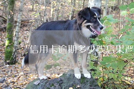信用卡逾期多少钱后果严重
