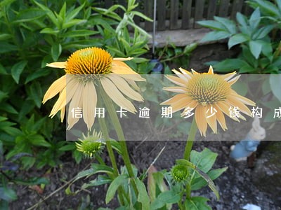 信用卡逾期多少钱构成犯罪 信用卡逾期多少钱构成犯罪