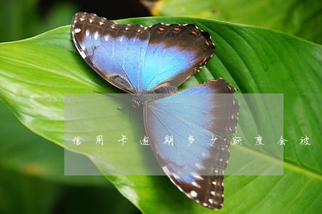 信用卡逾期多少额度会被拉黑