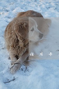 信用卡逾期多就停卡