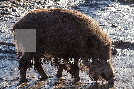 信用卡逾期多年了可以坐火车吗 信用卡逾期多年了可以坐火车吗