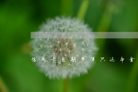 信用卡逾期多年只还本金可以吗 信用卡逾期多年只还本金可以吗
