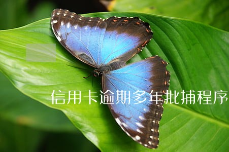 信用卡逾期多年批捕程序 信用卡逾期多年批捕程序