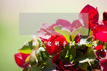 信用卡逾期多征信不过 信用卡逾期多征信不过