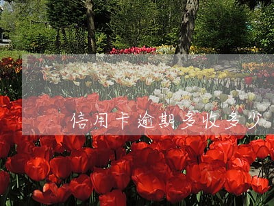信用卡逾期多收多少