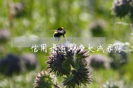 信用卡逾期多欠成呆账 信用卡逾期多欠成呆账