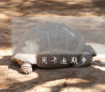 信用卡逾期多次会受哪些限制