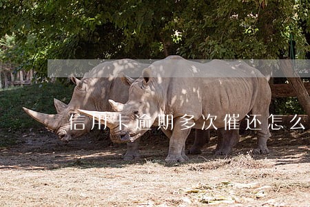 信用卡逾期多次催还怎么办 信用卡逾期多次催还怎么办