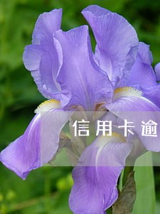 信用卡逾期多次想分期还款怎么办