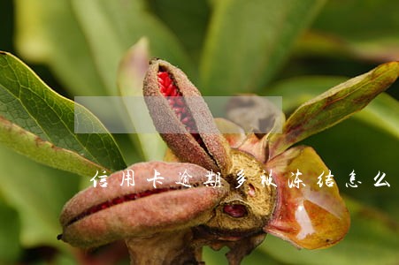 信用卡逾期多被冻结怎么办 信用卡逾期多被冻结怎么办