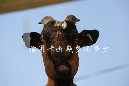 信用卡逾期多还多少 信用卡逾期多还多少