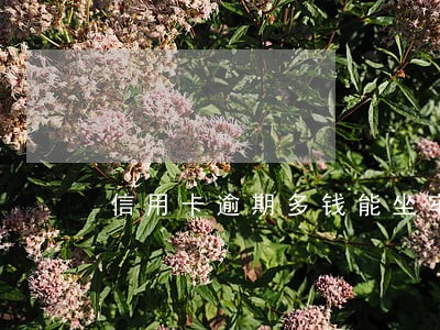 信用卡逾期多钱能坐牢 信用卡逾期多钱能坐牢