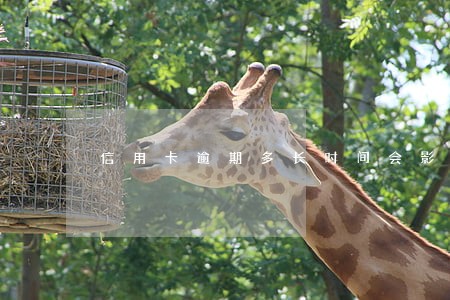 信用卡逾期多长时间会影响征用