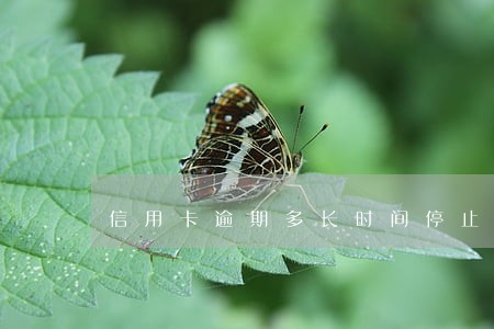 信用卡逾期多长时间停止利息