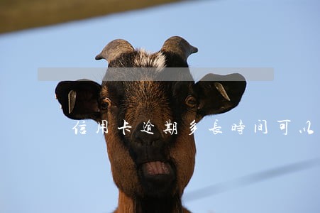 信用卡逾期多长时间可以抓人 信用卡逾期多长时间可以抓人