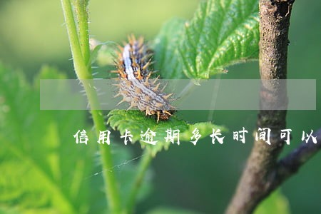 信用卡逾期多长时间可以漂白