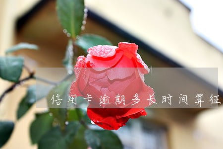 信用卡逾期多长时间算征信 信用卡逾期多长时间算征信