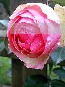 信用卡逾期多长时间能提额