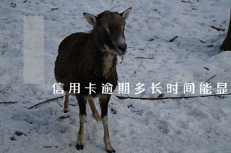 信用卡逾期多长时间能显示征信 信用卡逾期多长时间能显示征信
