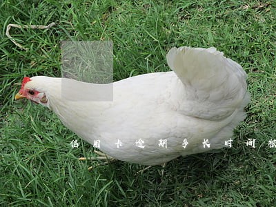 信用卡逾期多长时间被判 信用卡逾期多长时间被判