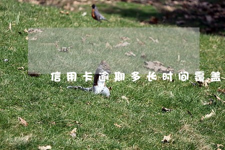 信用卡逾期多长时间覆盖一次 信用卡逾期多长时间覆盖一次