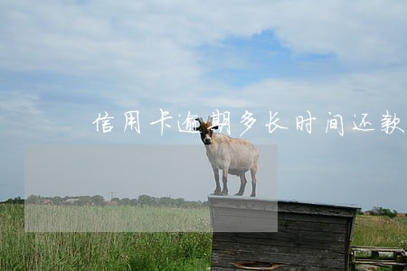 信用卡逾期多长时间还款合适 信用卡逾期多长时间还款合适