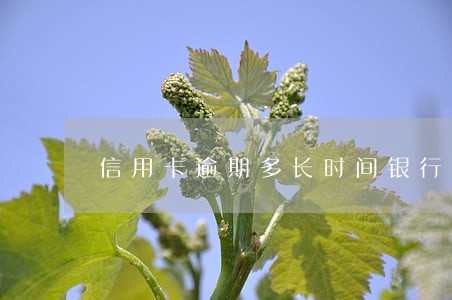 信用卡逾期多长时间银行催缴 信用卡逾期多长时间银行催缴
