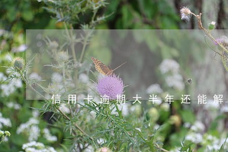 信用卡逾期大半年还能解冻吗 信用卡逾期大半年还能解冻吗