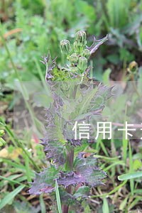 信用卡逾期大半年黑户了吗 信用卡逾期大半年黑户了吗