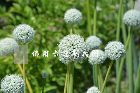 信用卡逾期大图 信用卡逾期大图