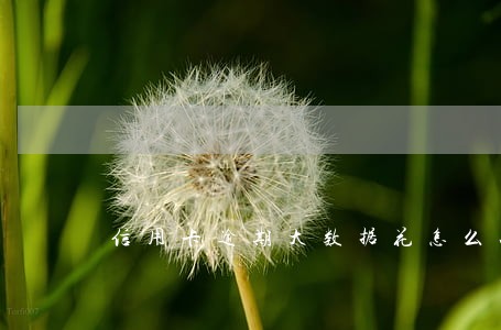 信用卡逾期大数据花怎么办 信用卡逾期大数据花怎么办