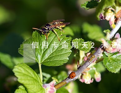 信用卡逾期天2未还款 信用卡逾期天2未还款