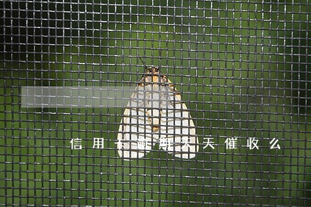 信用卡逾期天天催收么 信用卡逾期天天催收么