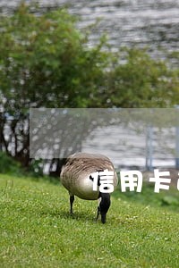信用卡逾期天天给家人打电话 信用卡逾期天天给家人打电话