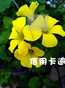信用卡逾期天怎么办 信用卡逾期天怎么办