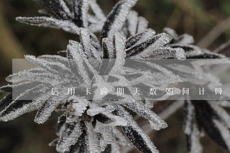 信用卡逾期天数如何计算