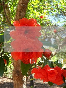 信用卡逾期天津积分落户